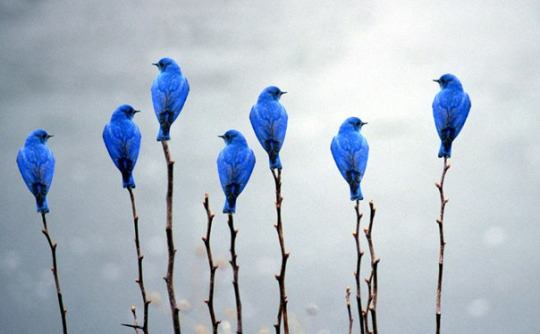 Zeetings : יצירת תוכן אינטראקטיבי
